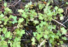 Hydrocotyle capillaris