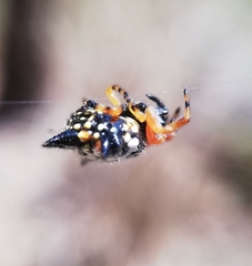 Austracantha minax