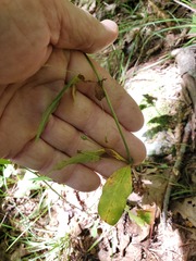 Hieracium paniculatum
