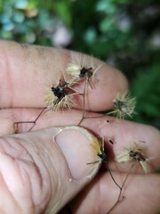 Hieracium paniculatum