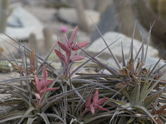 Tillandsia latifolia