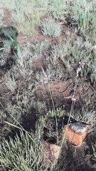 Polygala hottentotta