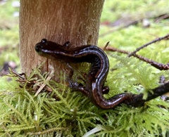 Plethodon