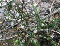 Laxmannia orientalis