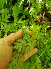 Dicentra eximia