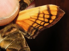 Protambulyx euryalus