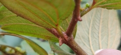 Ziziphus oenopolia