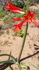 Zephyranthes phycelloides