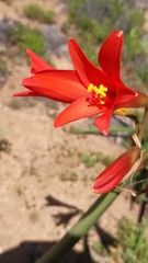 Zephyranthes phycelloides