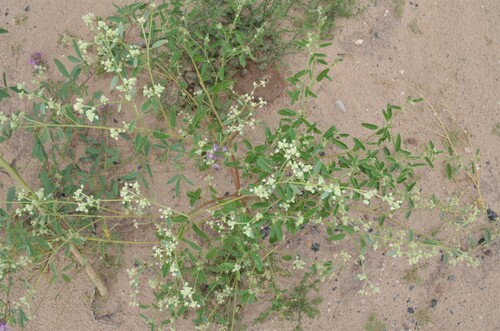 skunkweed