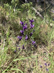 Delphinium hesperium