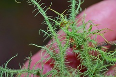 Usnea mutabilis