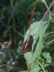 Borbo cinnara