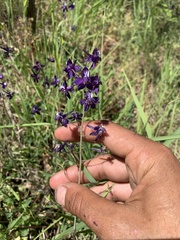 Delphinium hesperium