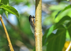 Cicadidae