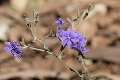 Dampiera linearis