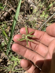 Delphinium hesperium