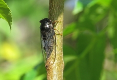 Cicadidae