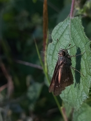 Borbo cinnara