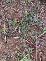 Glandularia aristigera