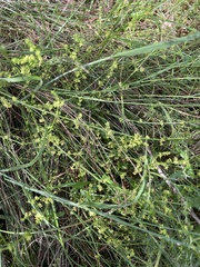 Galium gaudichaudii gaudichaudii
