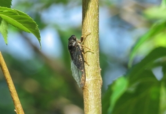 Cicadidae