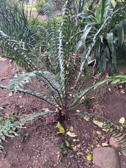 Encephalartos