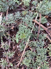 Glandularia aristigera