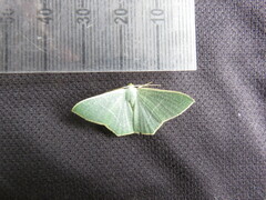 Pelagodes antiquadraria