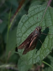 Borbo cinnara