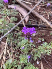 Glandularia aristigera
