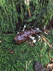 Strobilurus trullisatus