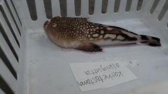 Kathetostoma albigutta