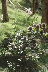 Banksia ornata