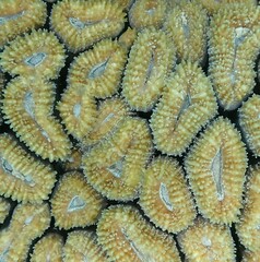 Lobophyllia