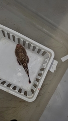 Kathetostoma albigutta