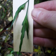 Asplenium flaccidum flaccidum