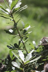 Banksia ornata