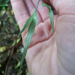 Asplenium flaccidum flaccidum