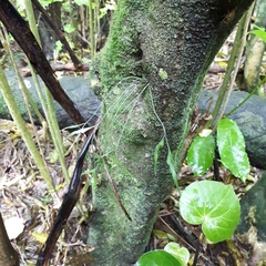 Asplenium flaccidum flaccidum