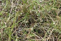 Laxmannia orientalis