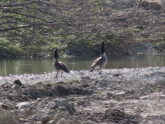 Branta canadensis maxima