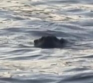 Aonyx capensis capensis