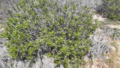 Flourensia thurifera