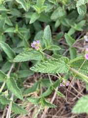 Lantana rugosa