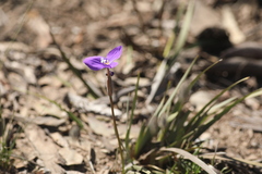Patersonia occidentalis