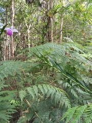 Arundina graminifolia