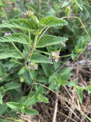 Lantana rugosa