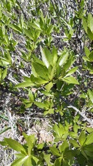 Flourensia thurifera