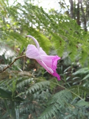 Arundina graminifolia